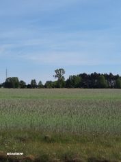 12.3 ha grunt rolny, ziemia orna, utrzymana w kulturze rolnej - Pełny obrazek: 2/6